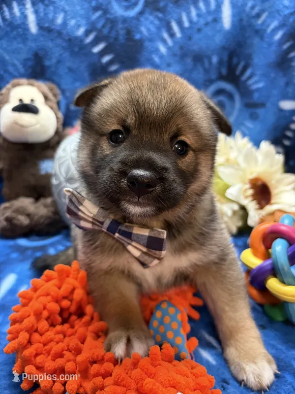 Keito – Shiba Inu puppy for sale in Ogden, IA
