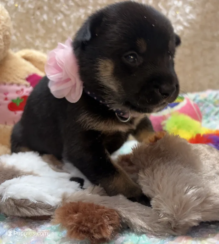 Mizuzu – Shiba Inu puppy for sale in Ogden, IA