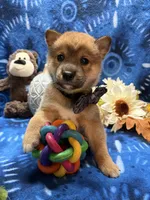 Kei, a male Shiba Inu for sale in Ogden, IA – 7 of 8