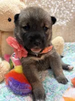 Mochi, a female Shiba Inu for sale in Ogden, IA – 1 of 4