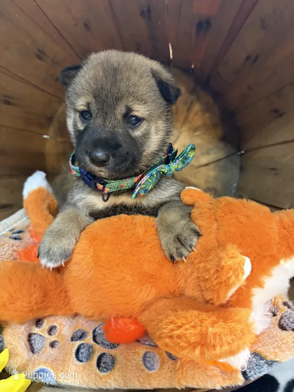 Mochi – Shiba Inu puppy for sale in Ogden, IA