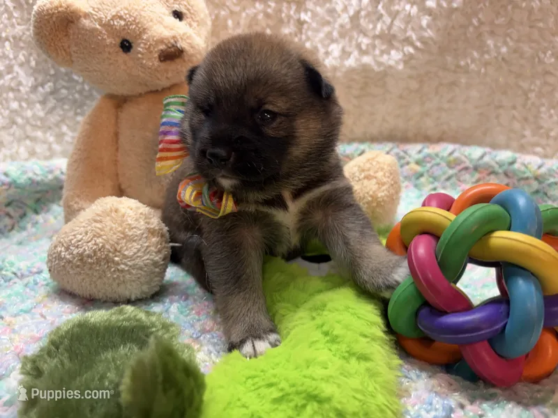 Kei – Shiba Inu puppy for sale in Ogden, IA