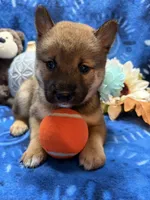 Ayu, a female Shiba Inu for sale in Ogden, IA – 8 of 8