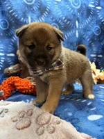 Keito, a male Shiba Inu for sale in Ogden, IA – 6 of 8