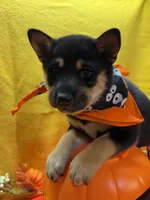 Miwa, a female Shiba Inu for sale in Ogden, IA – 4 of 8