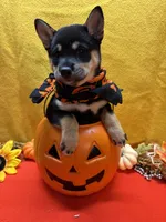 Suzu, a female Shiba Inu for sale in Ogden, IA – 2 of 8