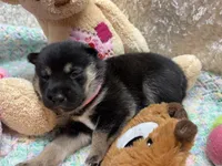 Miwa, a female Shiba Inu for sale in Ogden, IA – 5 of 5