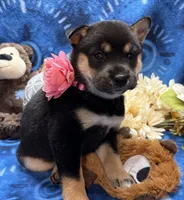 Miwa, a female Shiba Inu for sale in Ogden, IA – 6 of 8
