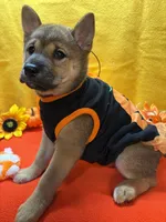 Mochi, a female Shiba Inu for sale in Ogden, IA – 4 of 8
