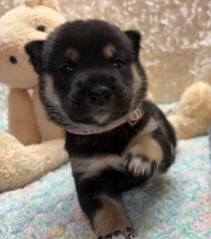 Suzu – Shiba Inu puppy for sale in Ogden, IA