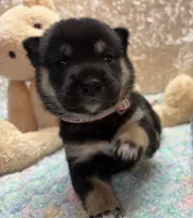 Suzu, a female Shiba Inu for sale in Ogden, IA – 1 of 5
