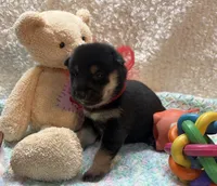 Etsuko, a male Shiba Inu for sale in Ogden, IA – 4 of 5