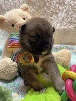Kei, a male Shiba Inu for sale in Ogden, IA – 4 of 4