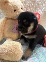 Etsuko, a male Shiba Inu for sale in Ogden, IA – 5 of 5