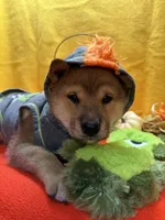 Kei, a male Shiba Inu for sale in Ogden, IA – 4 of 8