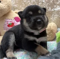 Suzu, a female Shiba Inu for sale in Ogden, IA – 2 of 5