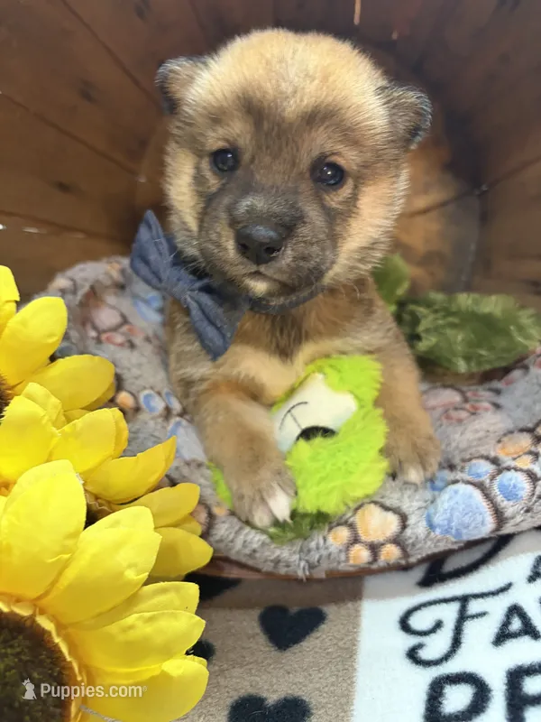 Kei – Shiba Inu puppy for sale in Ogden, IA