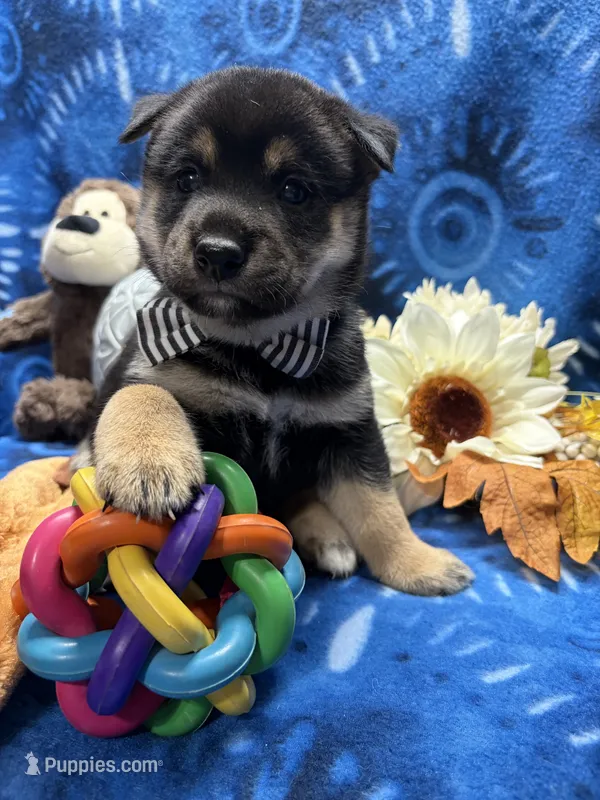 Etsuko – Shiba Inu puppy for sale in Ogden, IA