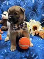 Keito, a male Shiba Inu for sale in Ogden, IA – 7 of 8