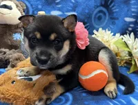 Miwa, a female Shiba Inu for sale in Ogden, IA – 7 of 8