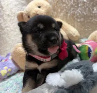 Suzu, a female Shiba Inu for sale in Ogden, IA – 3 of 5