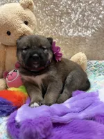 Ayu, a female Shiba Inu for sale in Ogden, IA – 4 of 4