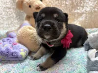 Suzu, a female Shiba Inu for sale in Ogden, IA – 5 of 5