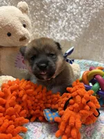 Keito, a male Shiba Inu for sale in Ogden, IA – 4 of 4