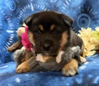 Suzu, a female Shiba Inu for sale in Ogden, IA – 7 of 8