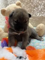 Mochi, a female Shiba Inu for sale in Ogden, IA – 2 of 4