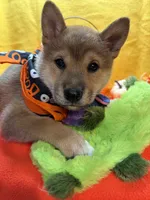 Kei, a male Shiba Inu for sale in Ogden, IA – 3 of 8