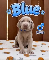 blue, a male Weimaraner for sale in Miami, FL – 1 of 2