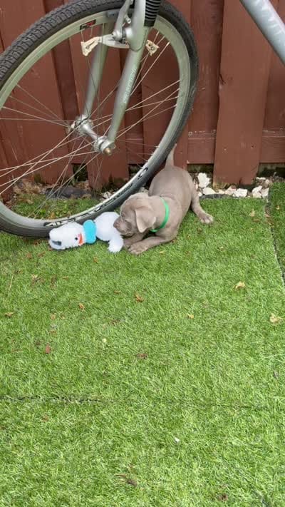 Green, a male Weimaraner for sale in Miami, FL – 3 of 3
