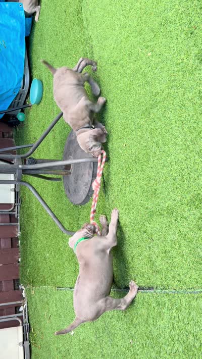 Green, a male Weimaraner for sale in Miami, FL – 2 of 3