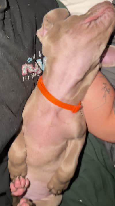 Orange, a female Weimaraner for sale in Miami, FL – 4 of 5