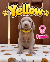 Yellow, a female Weimaraner for sale in Miami, FL – 3 of 4