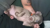 Orange, a female Weimaraner for sale in Miami, FL – 2 of 5