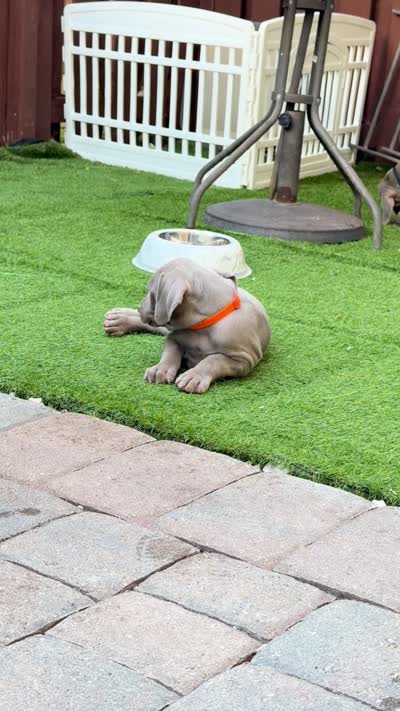 Orange, a female Weimaraner for sale in Miami, FL – 5 of 5