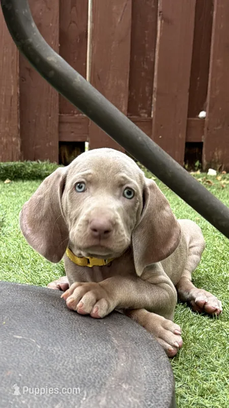 Yellow – Weimaraner puppy for sale in Miami, FL