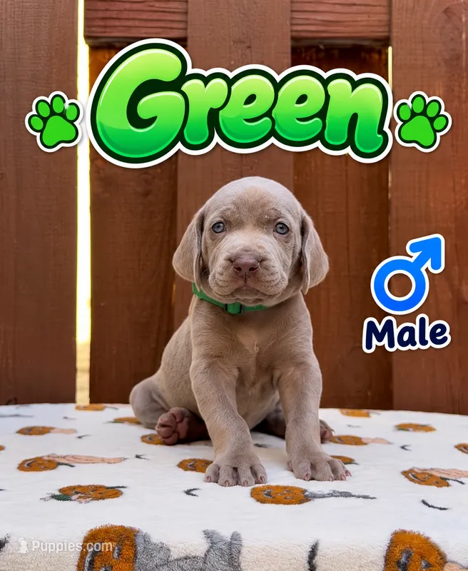 Green – Weimaraner puppy for sale in Miami, FL