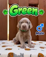Green, a male Weimaraner for sale in Miami, FL – 1 of 3