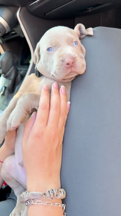 Black, a male Weimaraner for sale in Miami, FL – 3 of 3
