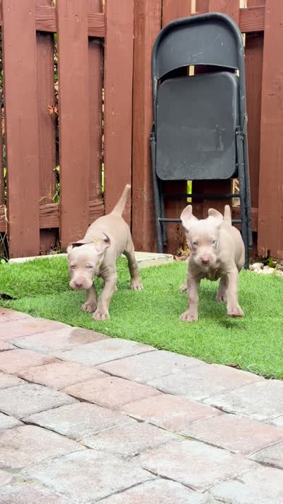 Yellow, a female Weimaraner for sale in Miami, FL – 4 of 4