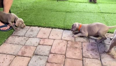Orange, a female Weimaraner for sale in Miami, FL – 3 of 5