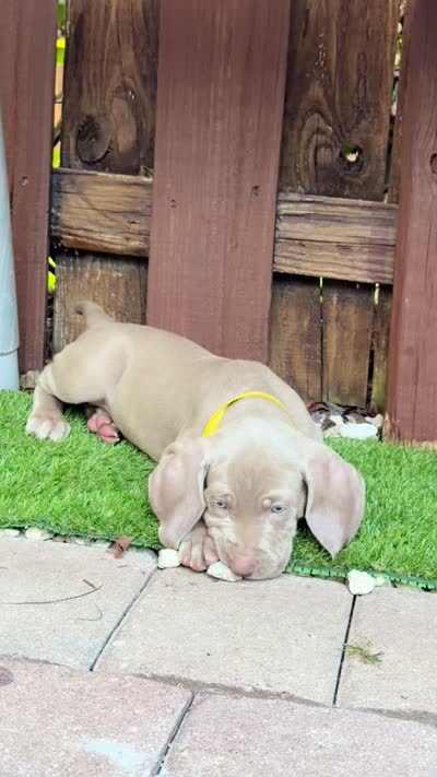 Yellow, a female Weimaraner for sale in Miami, FL – 2 of 4