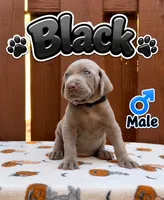 Black, a male Weimaraner for sale in Miami, FL – 1 of 3