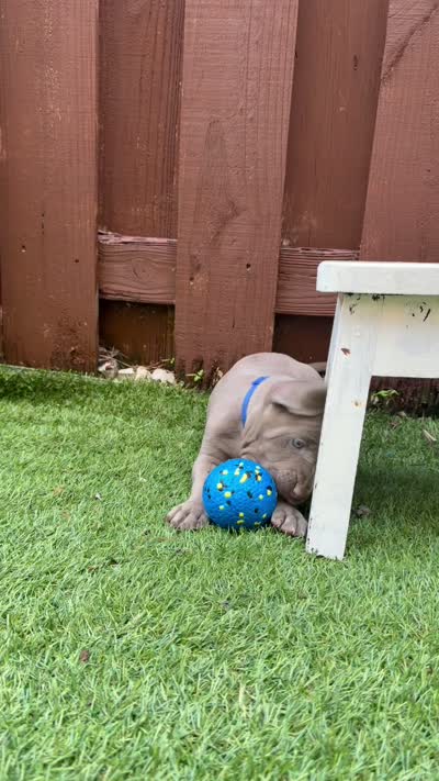 blue, a male Weimaraner for sale in Miami, FL – 2 of 2