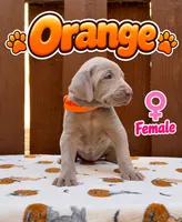 Orange, a female Weimaraner for sale in Miami, FL – 1 of 5