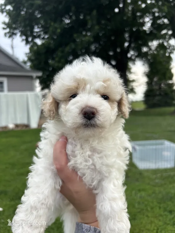 Birdie – Bichpoo puppy for sale in Taylor Ridge, IL