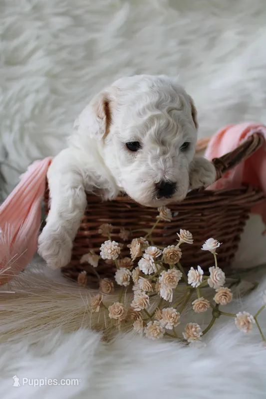 Fern  – Bichpoo puppy for sale in Taylor Ridge, IL